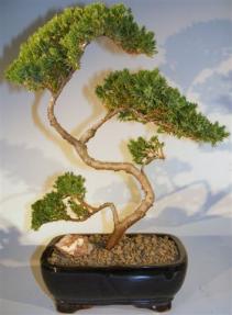 Juniper Bonsai Tree - Trained <br><i>(juniper procumbens nana)</i> 