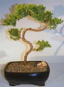 Juniper Bonsai Tree - Trained <br><i>(juniper procumbens nana)</i>