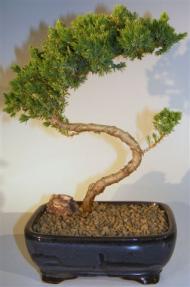 Juniper Bonsai Tree - Trained <br><i>(juniper procumbens nana)</i>