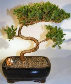 Juniper Bonsai Tree - Trained <br><i>(juniper procumbens nana)</i> 