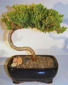 Juniper Bonsai Tree - Trained <br><i>(juniper procumbens nana)</i>