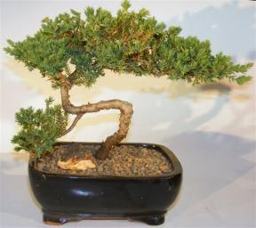 Juniper Bonsai Tree - Trained <br><i>(juniper procumbens nana)</i>