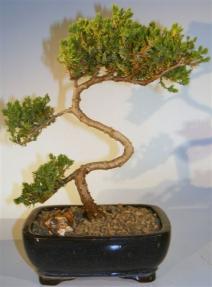 Juniper Bonsai Tree - Trained <br><i>(juniper procumbens nana)</i> 