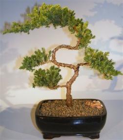 Juniper Bonsai Tree - Trained <br><i>(juniper procumbens nana)</i>