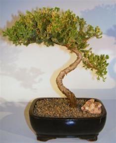 Juniper Bonsai Tree - Trained <br><i>(juniper procumbens nana)</i> 