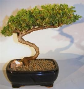 Juniper Bonsai Tree - Trained <br><i>(juniper procumbens nana)</i>