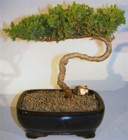 Juniper Bonsai Tree - Trained <br><i>(juniper procumbens nana)</i> 