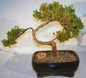 Juniper Bonsai Tree - Trained <br><i>(juniper procumbens nana)</i>