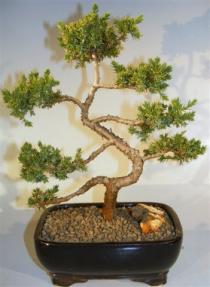 Juniper Bonsai Tree - Trained <br><i>(juniper procumbens nana)</i> 