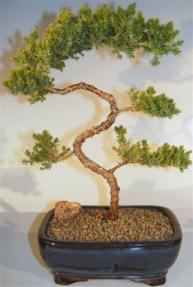 Juniper Bonsai Tree - Trained <br><i>(juniper procumbens nana)</i>