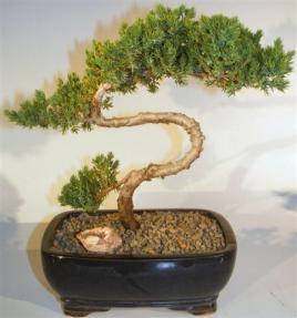 Juniper Bonsai Tree - Trained <br><i>(juniper procumbens nana)</i> 