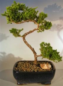 Juniper Bonsai Tree - Trained <br><i>(juniper procumbens nana)</i>