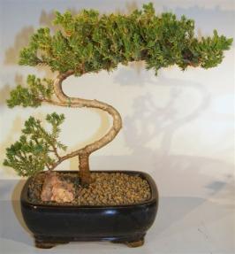 Juniper Bonsai Tree - Trained <br><i>(juniper procumbens nana)</i> 