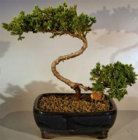 Juniper Bonsai Tree - Trained <br><i>(juniper procumbens nana)</i>