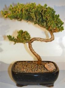 Juniper Bonsai Tree - Trained <br><i>(juniper procumbens nana)</i>