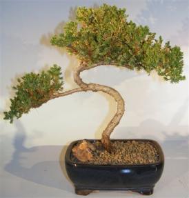 Juniper Bonsai Tree - Trained <br><i>(juniper procumbens nana)</i>