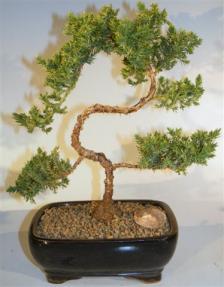 Juniper Bonsai Tree - Trained <br><i>(juniper procumbens nana)</i>