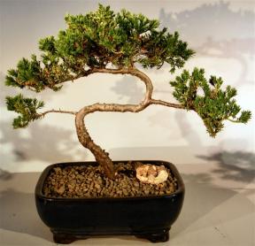 Juniper Bonsai Tree - Trained <br><i>(juniper procumbens nana)</i>