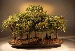 Willow Leaf Ficus Bonsai Tree<br><i>(ficus nerifolia/salicafolia)</i>