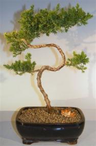 Juniper Bonsai Tree - Trained <br><i>(juniper procumbens nana)</i>