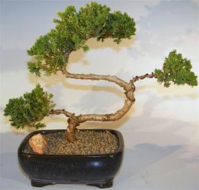 Juniper Bonsai Tree - Trained <br><i>(juniper procumbens nana)</i>