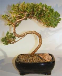 Juniper Bonsai Tree - Trained <br><i>(juniper procumbens nana)</i>