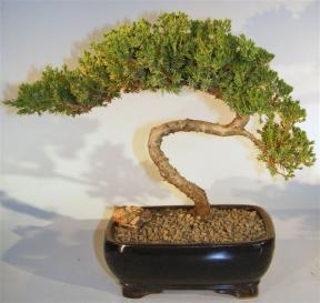 Juniper Bonsai Tree - Trained <br><i>(juniper procumbens nana)</i>