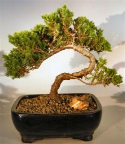 Juniper Bonsai Tree - Trained <br><i>(juniper procumbens nana)</i>