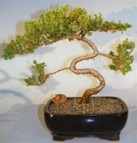 Juniper Bonsai Tree - Trained <br><i>(juniper procumbens nana)</i>