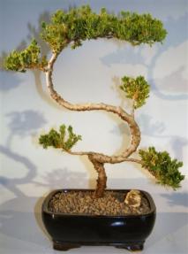 Juniper Bonsai Tree - Trained <br><i>(juniper procumbens nana)</i>