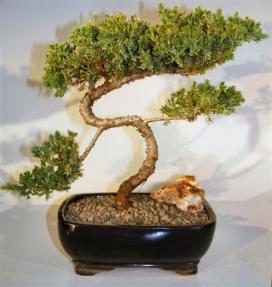 Juniper Bonsai Tree - Trained <br><i>(juniper procumbens nana)</i>