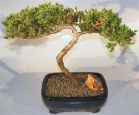 Juniper Bonsai Tree - Trained <br><i>(juniper procumbens nana)</i>