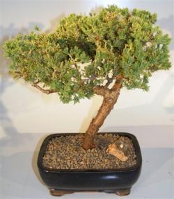 Juniper Bonsai Tree - Trained <br><i>(juniper procumbens nana)</i>