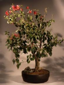 Bougainvillea<br><i>(bougainvillea 'pink pixie')</i>