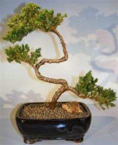 Juniper Bonsai Tree - Trained <br><i>(juniper procumbens nana)</i>