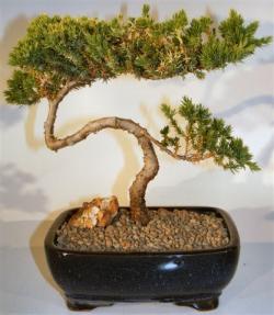 Juniper Bonsai Tree - Trained <br><i>(juniper procumbens nana)</i>