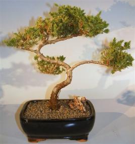 Juniper Bonsai Tree - Trained <br><i>(juniper procumbens nana)</i>