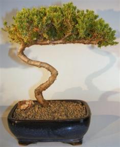 Juniper Bonsai Tree - Trained <br><i>(juniper procumbens nana)</i>