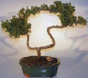 Juniper Bonsai Tree - Trained <br><i>(juniper procumbens nana)</i>