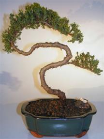 Juniper Bonsai Tree - Trained <br><i>(juniper procumbens nana)</i> 