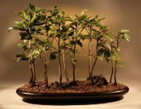 Japanese Beech Bonsai Tree <br><i>(fagus crenata)</i>