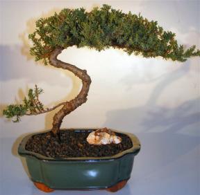 Juniper Bonsai Tree - Trained <br><i>(juniper procumbens nana)</i> 