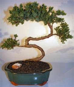 Juniper Bonsai Tree - Trained <br><i>(juniper procumbens nana)</i>