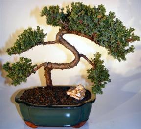 Juniper Bonsai Tree - Trained <br><i>(juniper procumbens nana)</i>