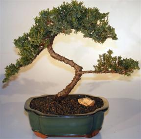 Juniper Bonsai Tree - Trained <br><i>(juniper procumbens nana)</i>