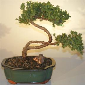 Juniper Bonsai Tree - Trained <br><i>(juniper procumbens nana)</i>