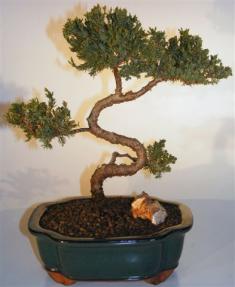 Juniper Bonsai Tree - Trained <br><i>(juniper procumbens nana)</i>