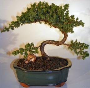 Juniper Bonsai Tree - Trained <br><i>(juniper procumbens nana)</i>