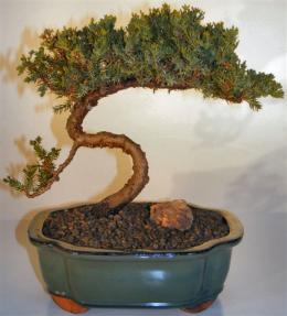 Juniper Bonsai Tree - Trained <br><i>(juniper procumbens nana)</i>