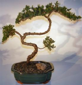 Juniper Bonsai Tree - Trained <br><i>(juniper procumbens nana)</i>